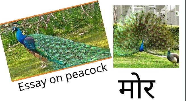 essay of peacock in marathi