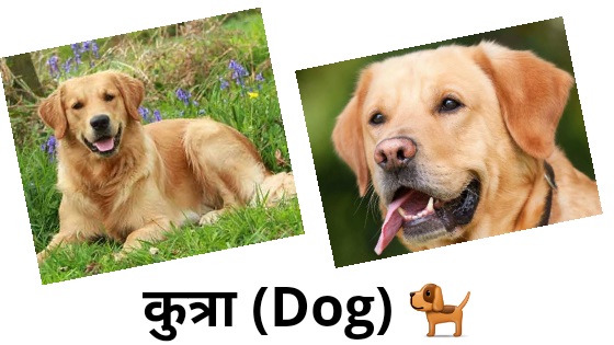 dog marathi essay