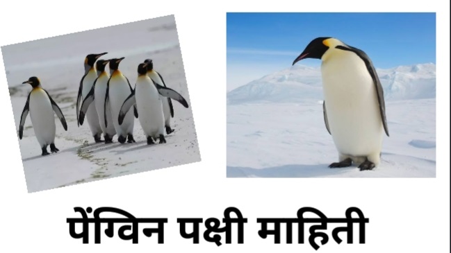 penguin-information-in-marathi-penguin-essay