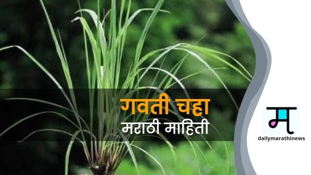 lemon-grass-information-in-marathi